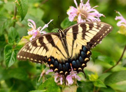 Eastern Tiger Swallowtail Butterfly photo