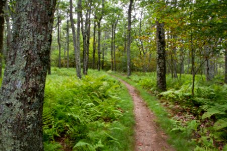 Stonyman Trail