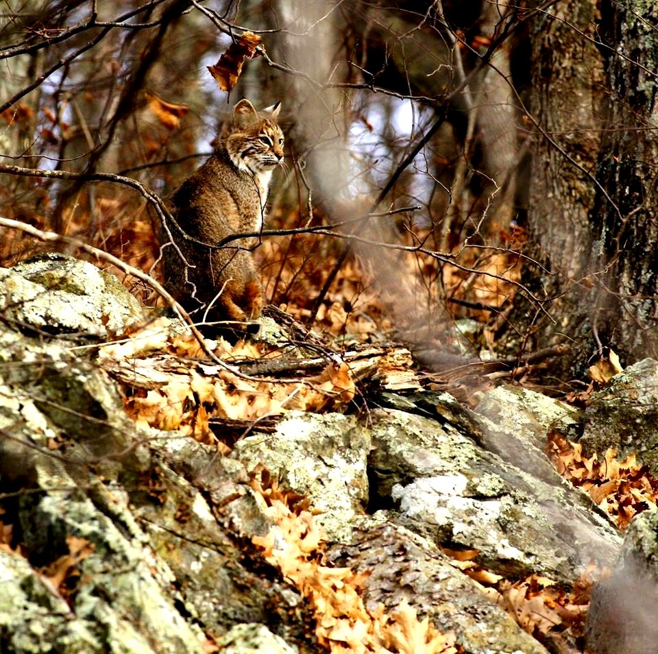 Bobcat