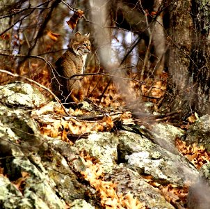 Bobcat