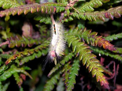 Tussocks Moth Caterpillar