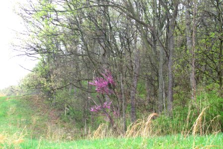 Eastern redbud on the edge of a forest