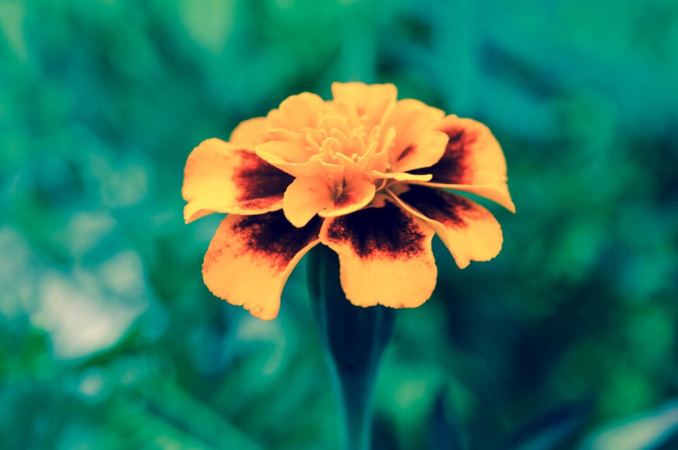 Nature plant garden