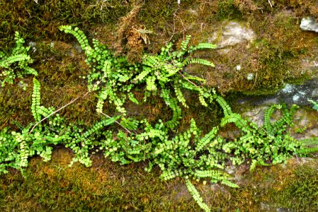 Maidenhair spleenwort
