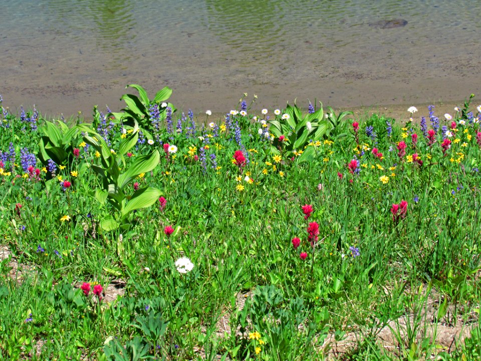 Tipsoo Lake Wildflowers at Mt. Rainier NP in WA