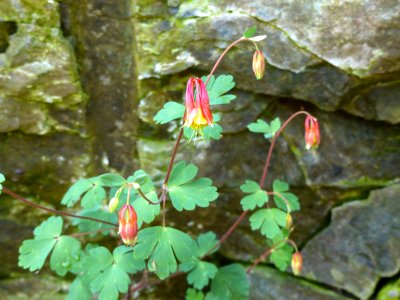 Wild columbine / red columbine