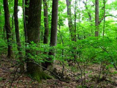 Rich Successional Tuliptree Forest at Harpers Ferry NHP