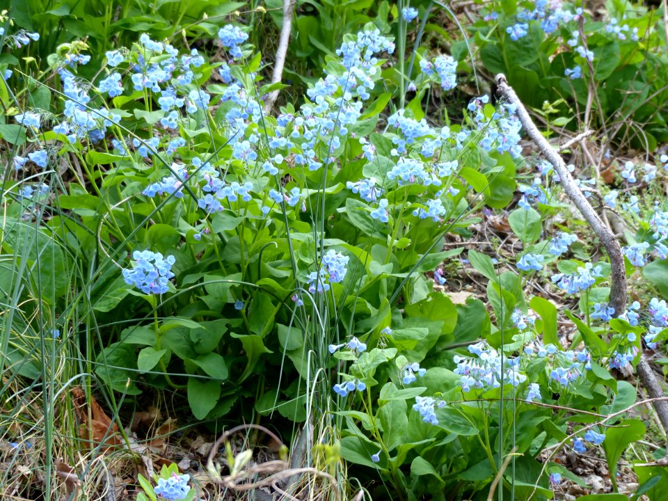 Virginia bluebells