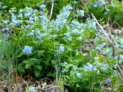 Virginia bluebells photo