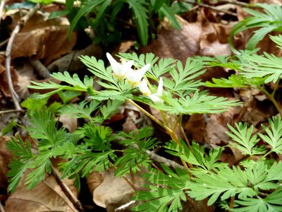 Dutchman's breeches