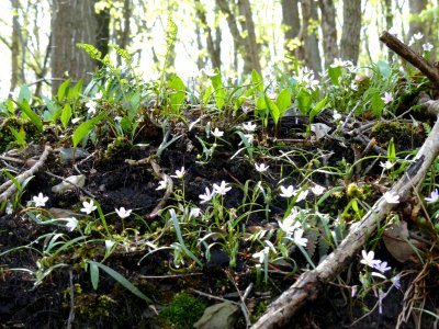 Virginia springbeauty in bloom photo