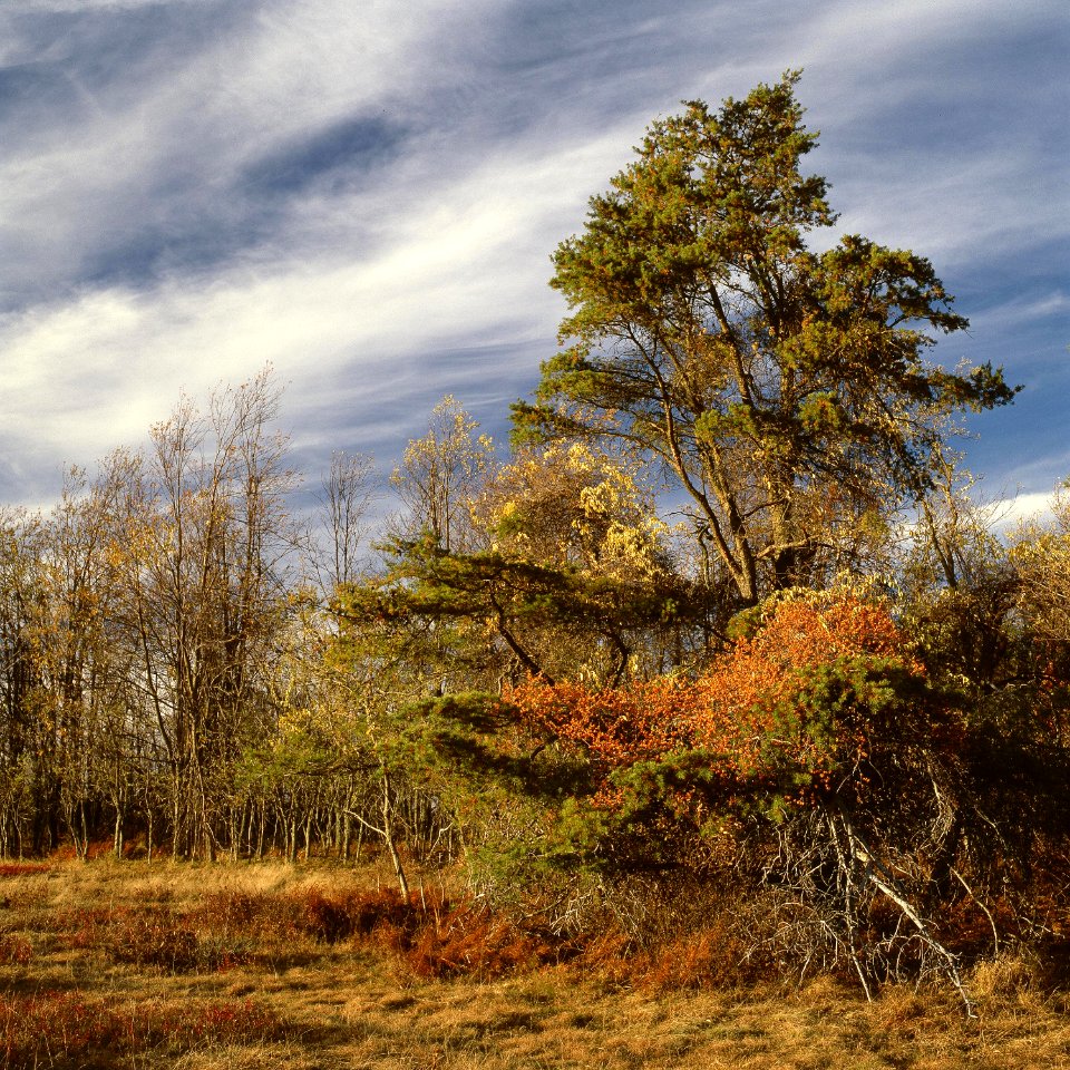Big Meadows