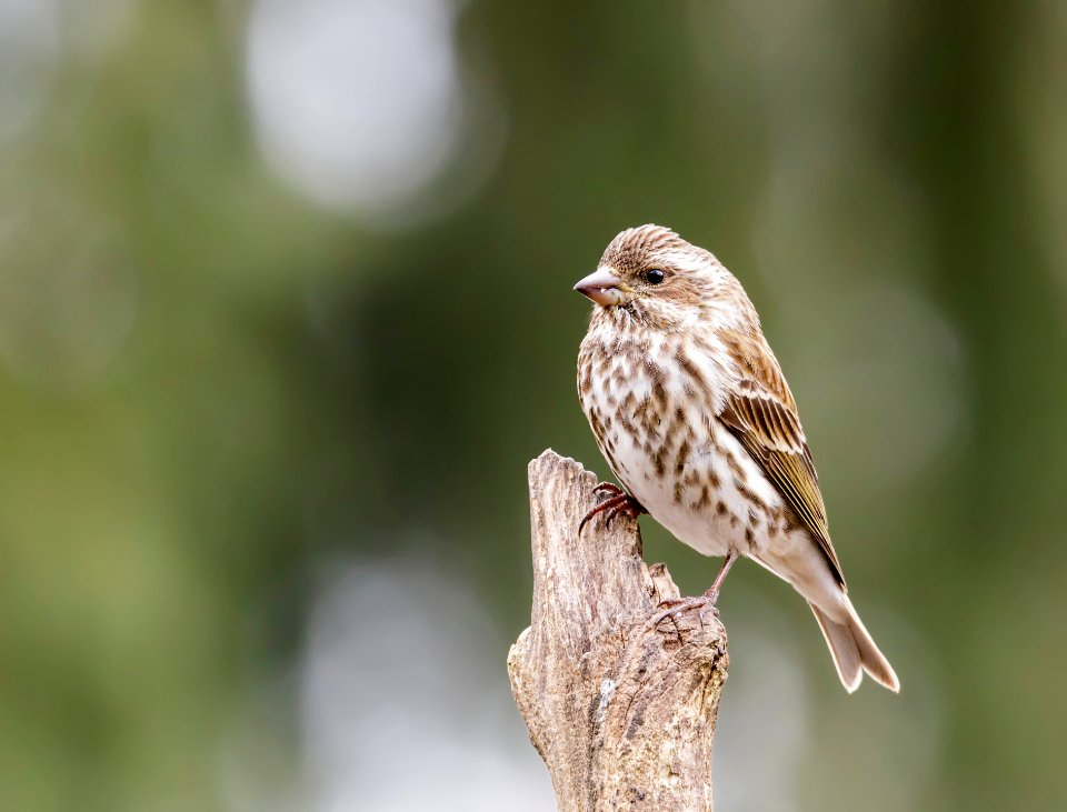 Purple Finch (female)