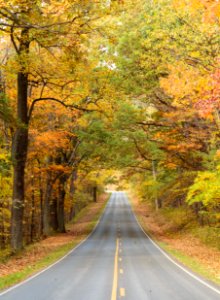 Fall at Low Gap photo