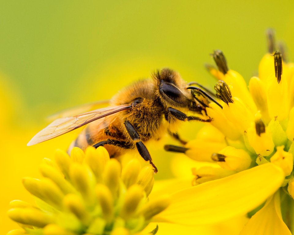 Bee