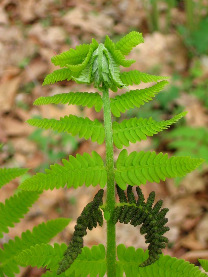 Interrupted Fern