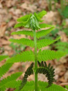 Interrupted Fern