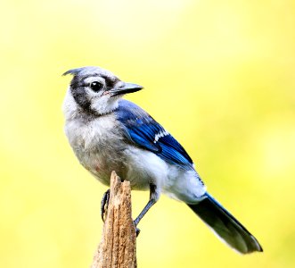 Blue Jay photo