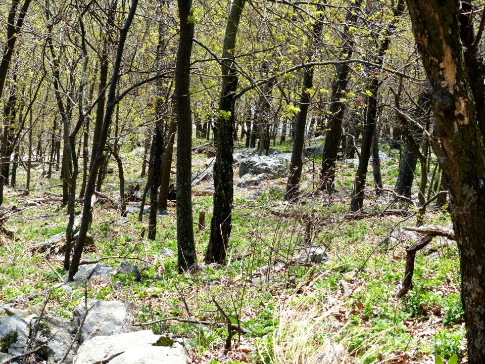 Basic Woodland at Harpers Ferry NHP