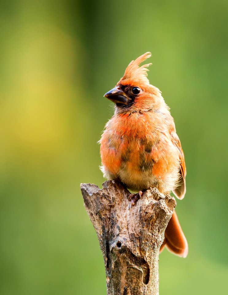 Juvenile Northern Cardinal photo