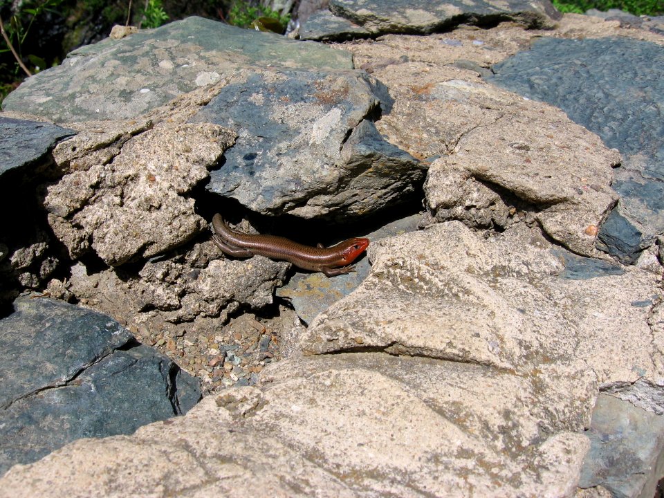 mm skink