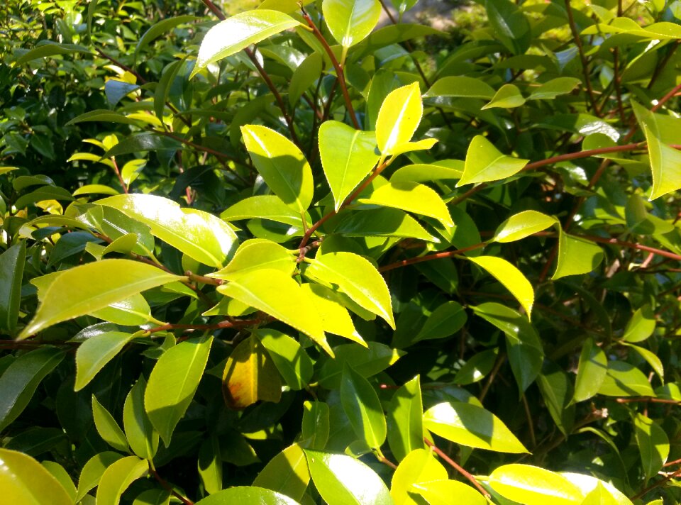 Summer garden green leaves