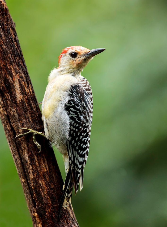 Red-bellied Woodpecker
