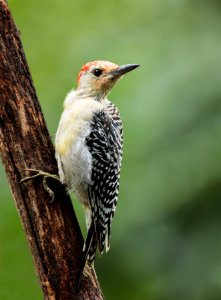 Red-bellied Woodpecker