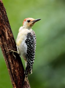 Red-bellied Woodpecker photo