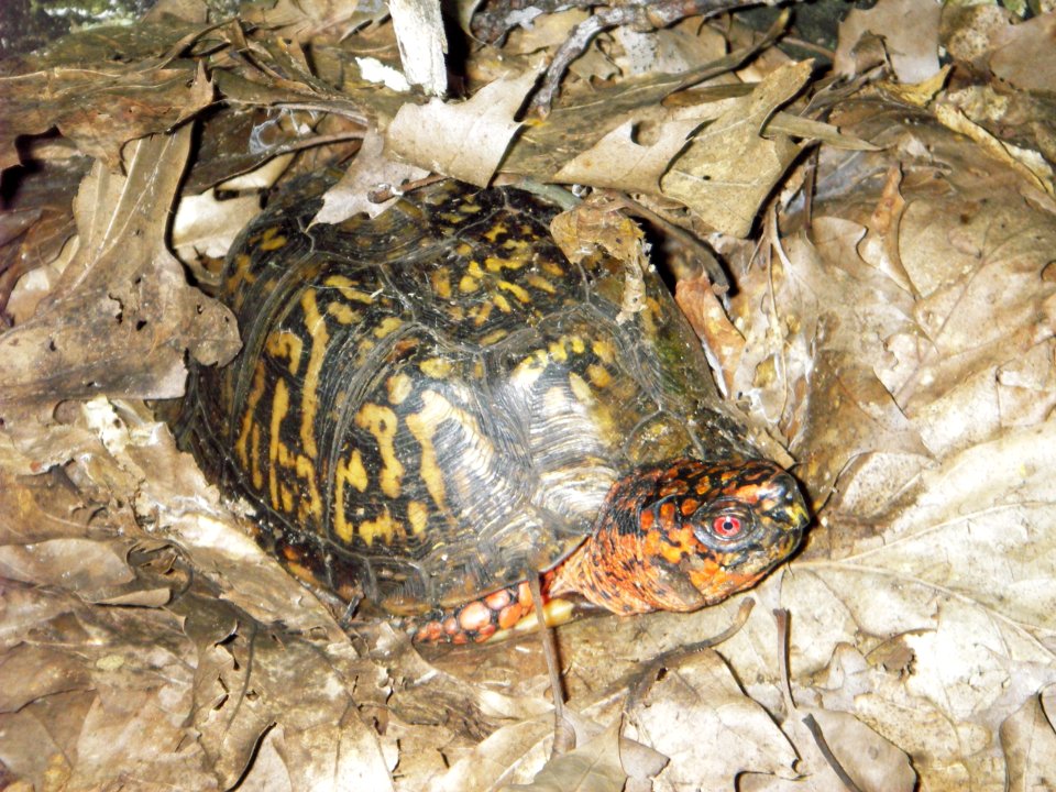 Box Turtle