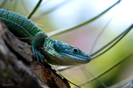 abronia graminea
