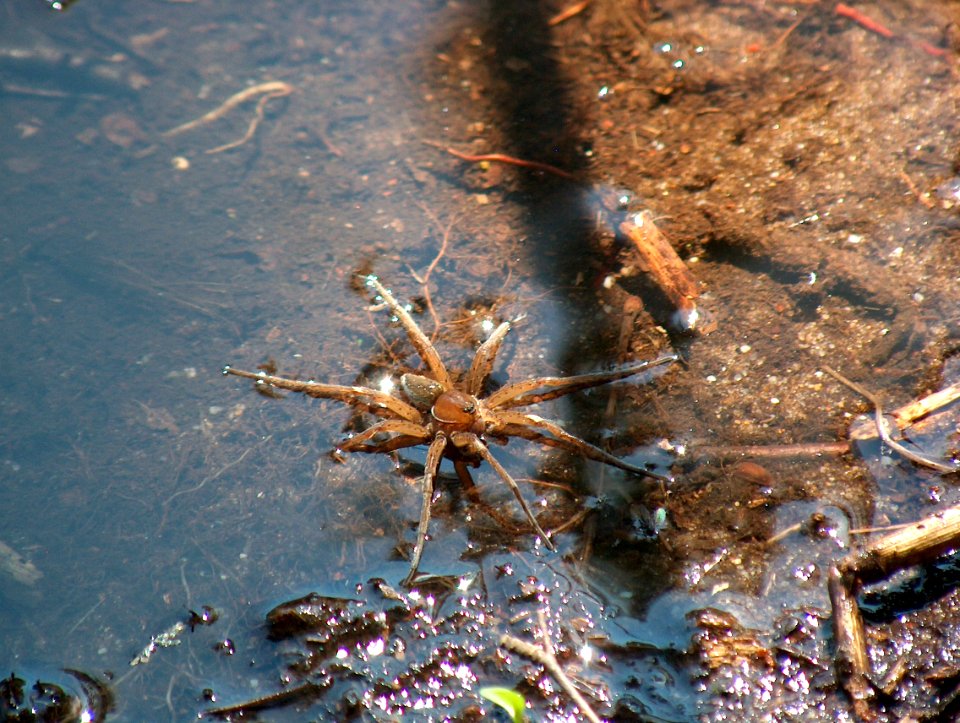 spinne1