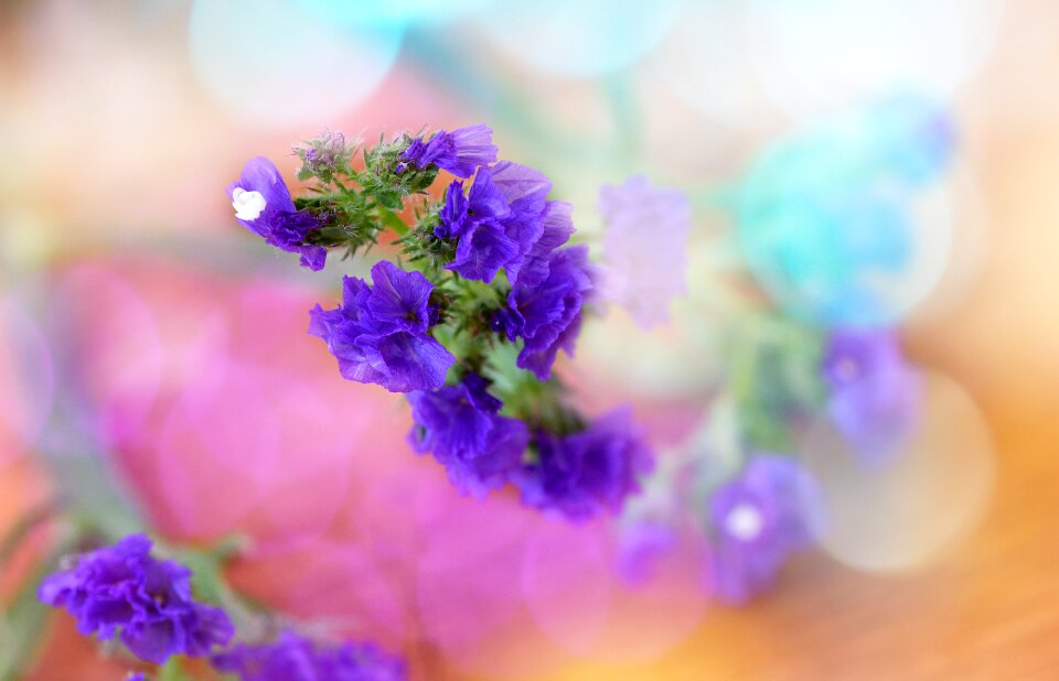 Plant flower flowers