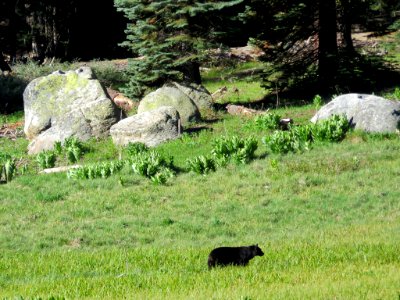 Black Bear at Sequoia National Park in CA