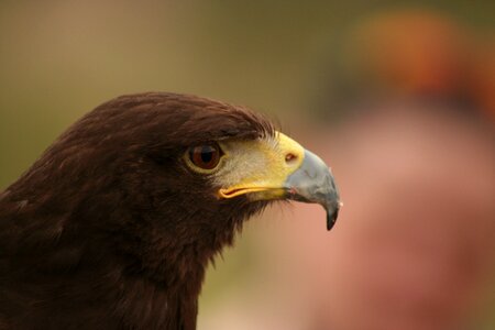 Hawk harris nature photo