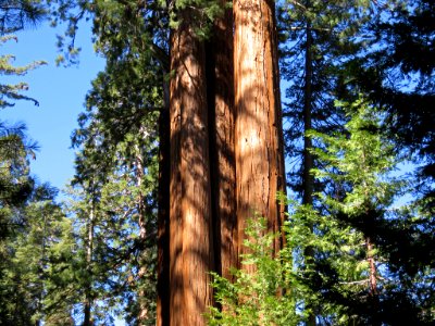 Sequoia at Kings Canyon NP in CA photo