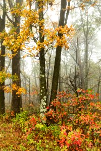 Fall Color photo