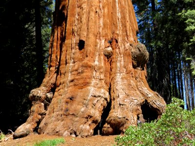 Sequoia at Kings Canyon NP in CA