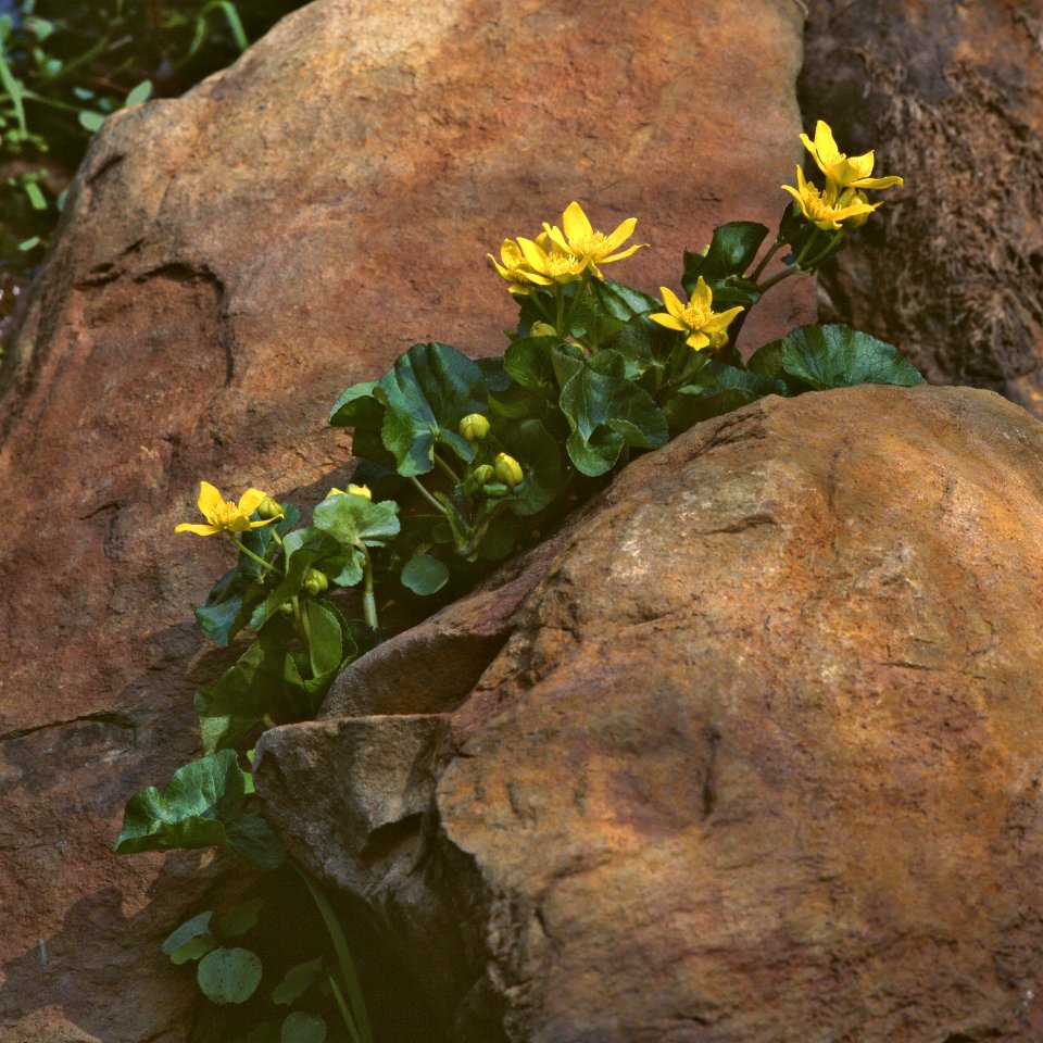 Marsh Marigold Flowers