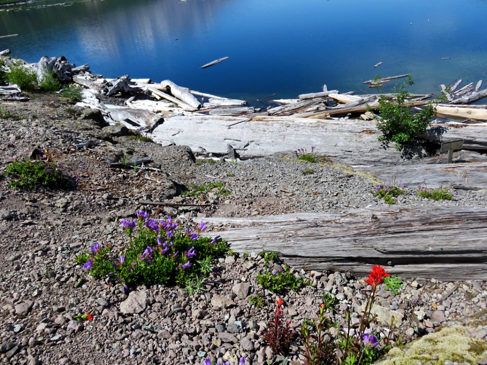 Spirit Lake at Mt. St. Helens NM in WA