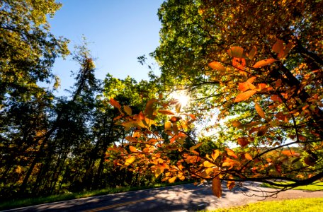 Fall Along the Drive photo