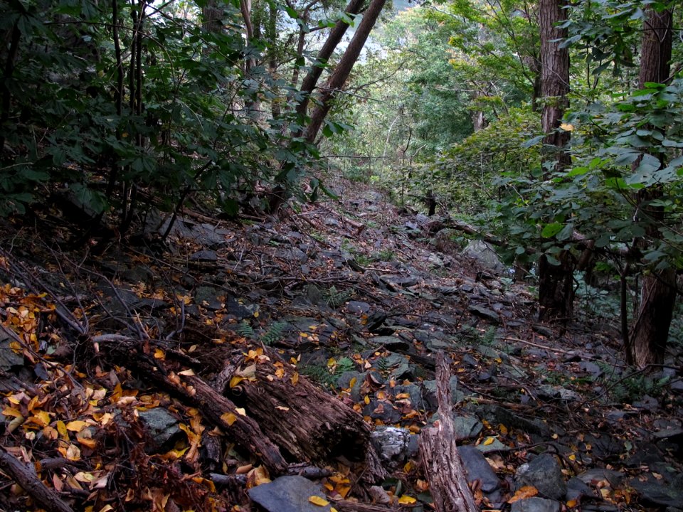 Sweet Birch - Chestnut Oak Talus Woodland at Harpers Ferry NHP