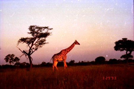 FOUND: Africa