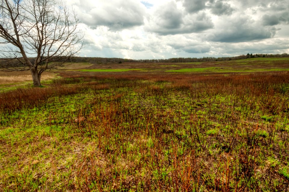 Big Meadows Green-Up Day 22