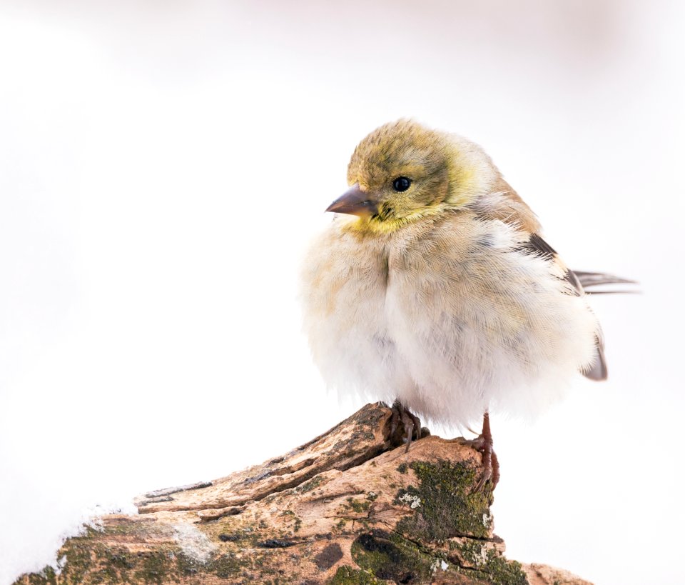 American Goldfinch