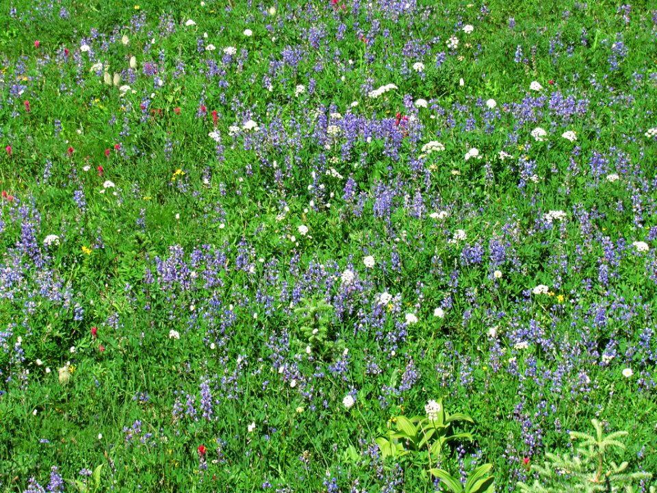 Tipsoo Lake Wildflowers at Mt. Rainier NP in WA