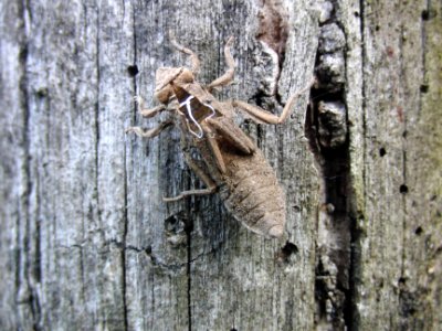 Insekt photo
