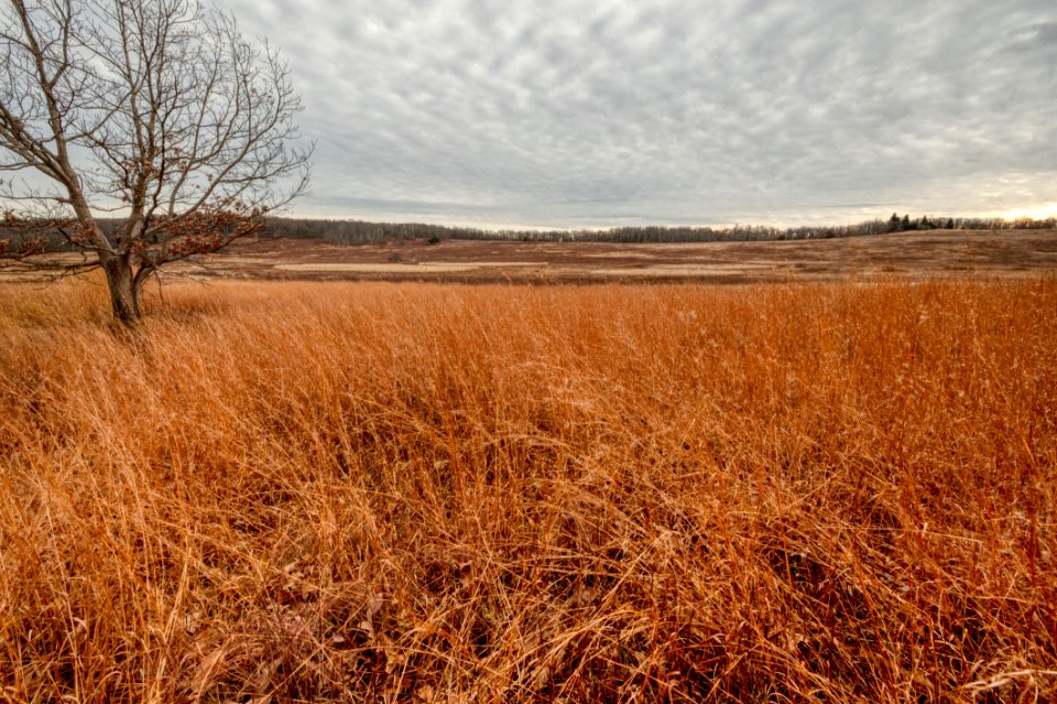 Big Meadows Green-Up Day 213
