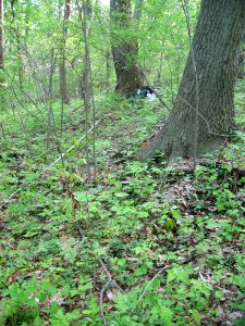 Rich Cove Forest at Harpers Ferry NHP