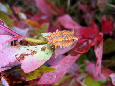 Spiny Oak Slug Caterpillar photo